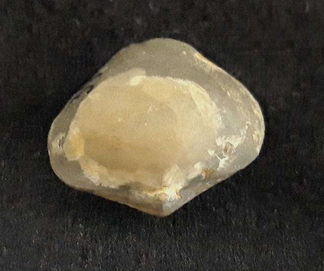 Acromeristina tchadanica KULKOV - Bild &copy; FossNet FossilienStore